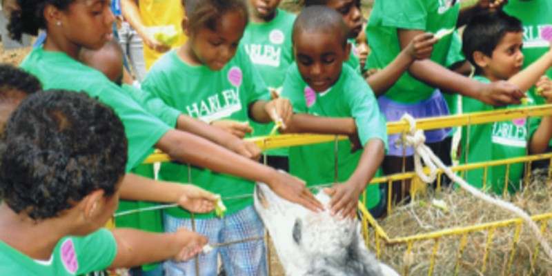 A group of children in green t-shirts pet a goat.